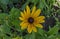 Rudbeckia or rudbekia fulgida, Goldstrum, yellow coneflower blooming in summertime, district Drujba