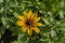 Rudbeckia or rudbekia fulgida, Goldstrum, yellow orange coneflower blooming in summertime, district Drujba