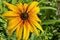 Rudbeckia or rudbekia fulgida, Goldstrum, yellow orange coneflower blooming in summertime, district Drujba