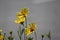 Rudbeckia searching for the sun