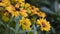 Rudbeckia Summerina Yellow in flower