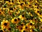 Rudbeckia, Toto, Black-Eyed Susan flowers of the Asteraceae family. Many bright beautiful yellow rudbeckia mixed triloba