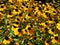 Rudbeckia, Toto, Black-Eyed Susan flowers of the Asteraceae family. Many bright beautiful yellow rudbeckia mixed triloba
