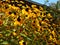 Rudbeckia, Toto, Black-Eyed Susan flowers of the Asteraceae family. Many bright beautiful yellow rudbeckia mixed triloba