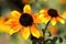 Rudbeckia triloba blooms in the summer period from June to November