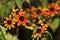 Rudbeckia triloba blooms is a variant of bright small scarlet flowers