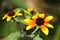 Rudbeckia triloba `Red Sport plant can produce up to 100 flowers