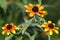 Rudbeckia triloba `Red Sport varies in colors of red and yellow and bicolors in the mix