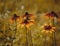 Rudbeckia yellow asteraceae flowers close-up outdoors