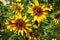 Rudbeckia yellow - black flower