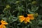 Rudbeckia yellow flowering coneflower