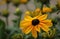 Rudbeckia yellow flowering coneflower