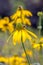 Rudbekia `Irish eyes` Rudbeckia hirta close up and a bee