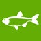 Rudd fish icon green
