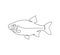 Rudd, roach fish, perch, carp, crucian carp continuous line drawing. One line art of freshwater fish, seafood.