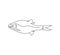 Rudd, roach fish, perch continuous line drawing. One line art of freshwater fish, seafood.