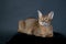 Ruddy Abyssinian Cat