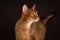 Ruddy abyssinian cat on black brown background