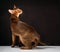 Ruddy abyssinian cat on black brown background