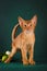 Ruddy abyssinian cat on dark green background