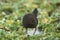 Ruddy breasted crake, Porzana fusca, India