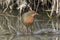 A Ruddy crake on a fallen tree.