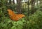 Ruddy Daggerwing butterfly wide angle