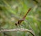 Ruddy Darter Dragonfly