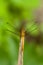 Ruddy Darter Dragonfly