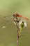 Ruddy Darter Dragonfly with spider sitting on dry flower