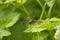 ruddy darter with spread wing sitting on a green leaf  - Sympetrum sanguineum