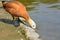 Ruddy duck drinking water