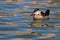 Ruddy Duck On Reflective Water