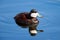 Ruddy Duck Swimming in a Lake