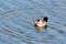 Ruddy duck swimming in the ocean runoff at wildlife sanctuary.