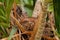 Ruddy Ground Dove