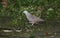 Ruddy ground-dove, Columbina talpacoti