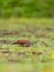 Ruddy Ground Dove (Columbina talpacoti) in Costa Rica