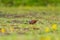 Ruddy Ground Dove (Columbina talpacoti) in Costa Rica