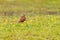 Ruddy Ground Dove (Columbina talpacoti) in Costa Rica