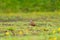 Ruddy Ground Dove (Columbina talpacoti) in Costa Rica