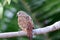 Ruddy Ground-Dove (Columbina talpacoti) male perched on a branch