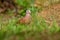 Ruddy Ground-dove - Columbina talpacoti, small New World tropical dove, resident breeder from Mexico south to Peru, Brazil