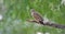 Ruddy ground dove under the shade of the leafy tree