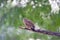 Ruddy ground dove under the shade of the leafy tree