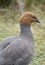 Ruddy-headed Goose