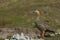 Ruddy Headed Goose on Carcass Island