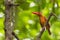 Ruddy Kingfisher - front profile