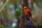 Ruddy Kingfisher-Halcyon coromanda bangsi