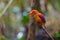 Ruddy Kingfisher-Halcyon coromanda bangsi